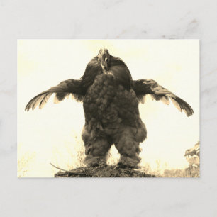 Rooster Man - Postcard