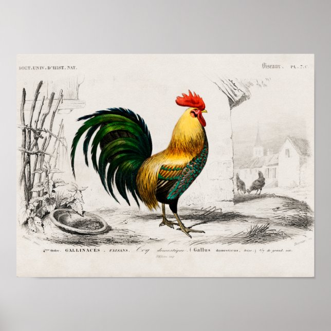 Rooster on farm poster (Front)