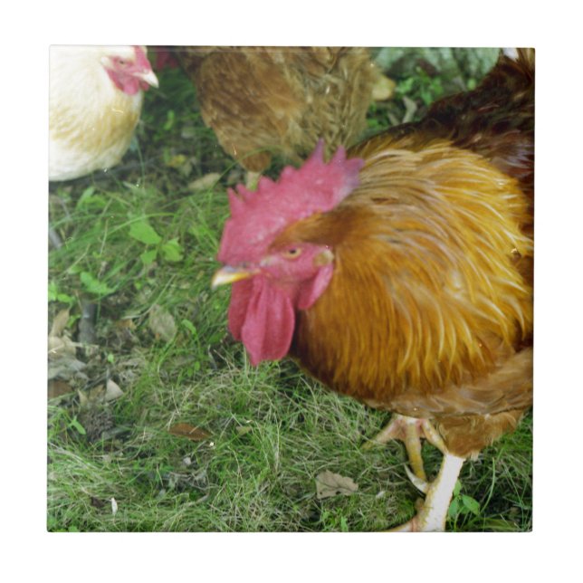 Rooster on the Prowl Tile (Front)