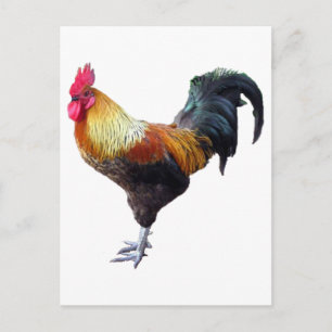 Rooster Plain Postcard