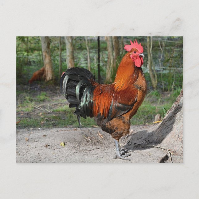 Rooster Postcard (Front)