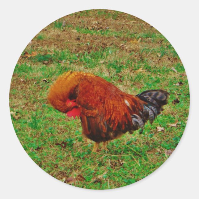 Rooster Preening Classic Round Sticker (Front)