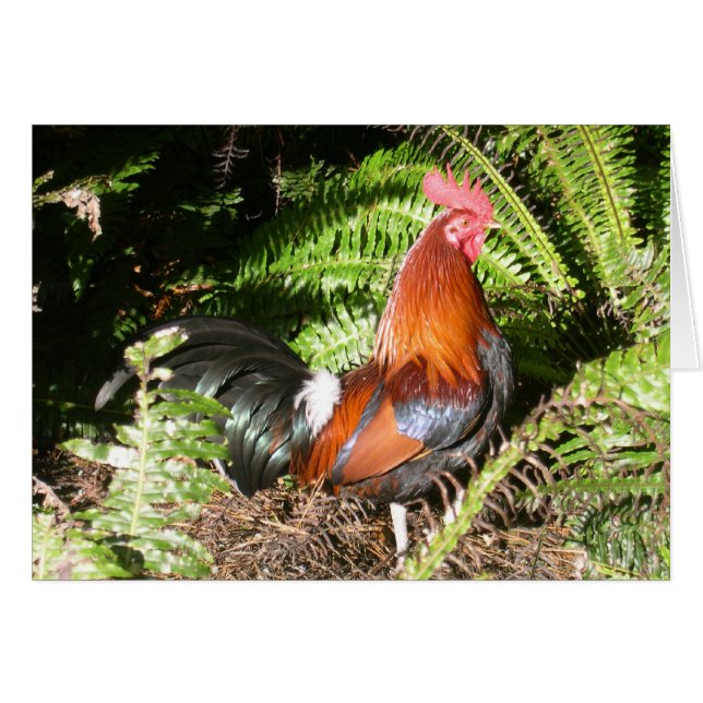 Rooster - Red Jungle Fowl (Front Horizontal)