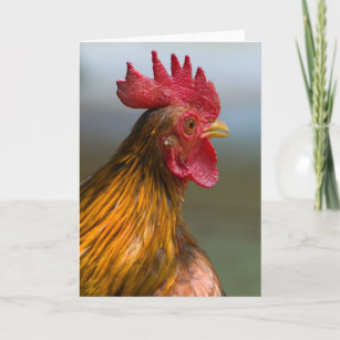 Rooster Sayings Cards | Zazzle AU