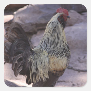 Rooster Stickers