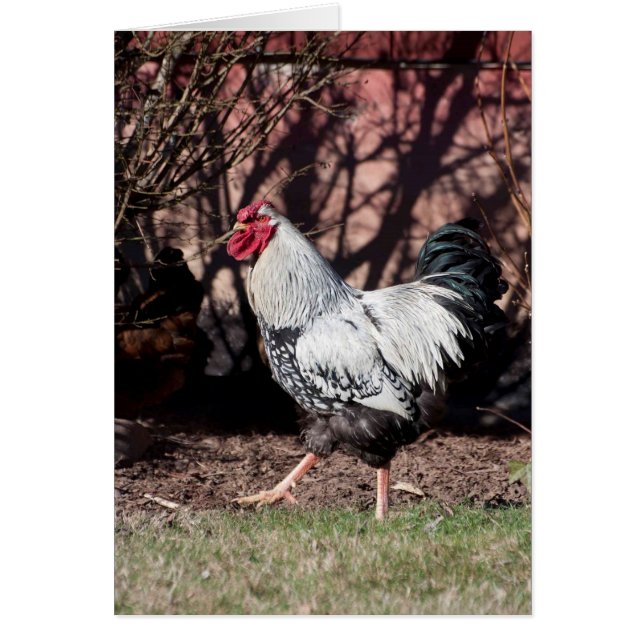 Rooster Struttin His Stuff (Front)