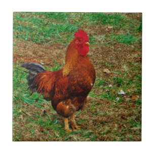 Rooster Tile