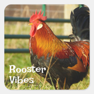 Rooster Vibes Farm Life Square Sticker