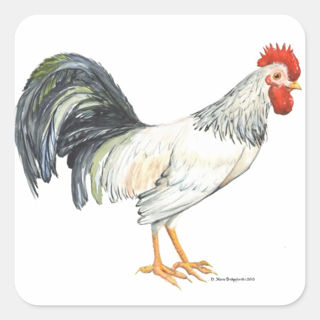 Rooster white with Black Tail Feathers Square Sticker (Front)