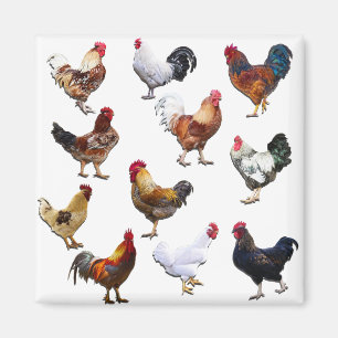 Roosters collage colour chicken magnet