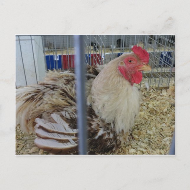 Roosting Hen Postcard (Front)