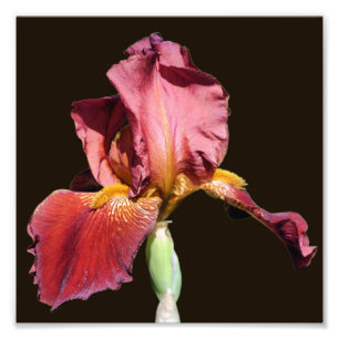 Root Beer Bearded Iris Flower 8x8  Photo Print
