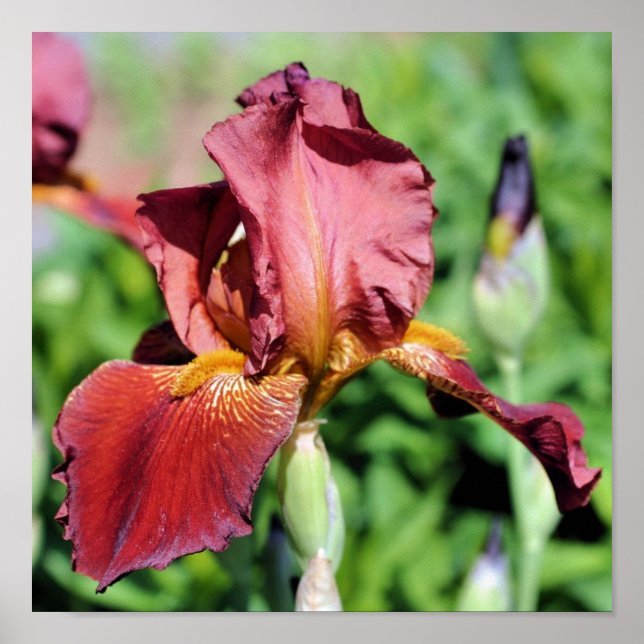 Root Beer Bearded Iris Flower Poster (Front)
