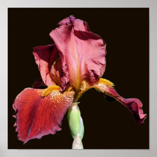 Root Beer Bearded Iris Flower Poster