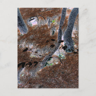 "Roots" Gnarled Trees, Pine Needles, Forest Floor Postcard