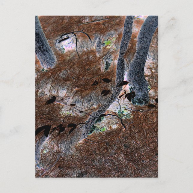 "Roots" Gnarled Trees, Pine Needles, Forest Floor Postcard (Front)
