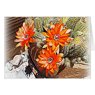 Rope Cactus Blooms