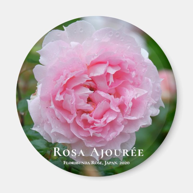 Rosa Ajourée Magnet (Front)