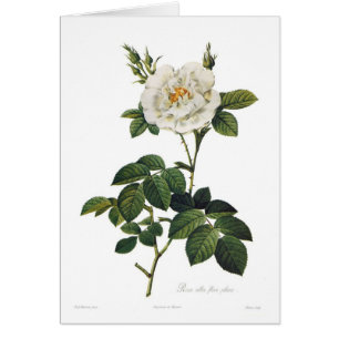 Rosa alba flore plena
