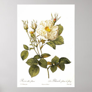 Rosa alba foliacea poster