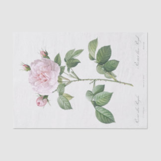 Rosa alba regalis tissue paper