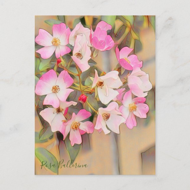 Rosa Ballerina [Postcard] Postcard (Front)