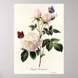Rosa Bengale, and butterflies,P. J. Redoute Poster