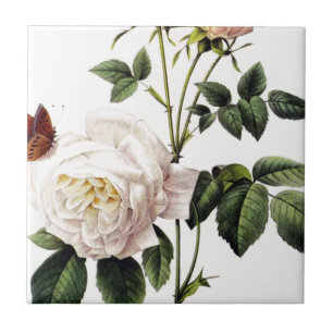Rosa Bengale - Pierre Joseph Redouté. Ceramic Tile