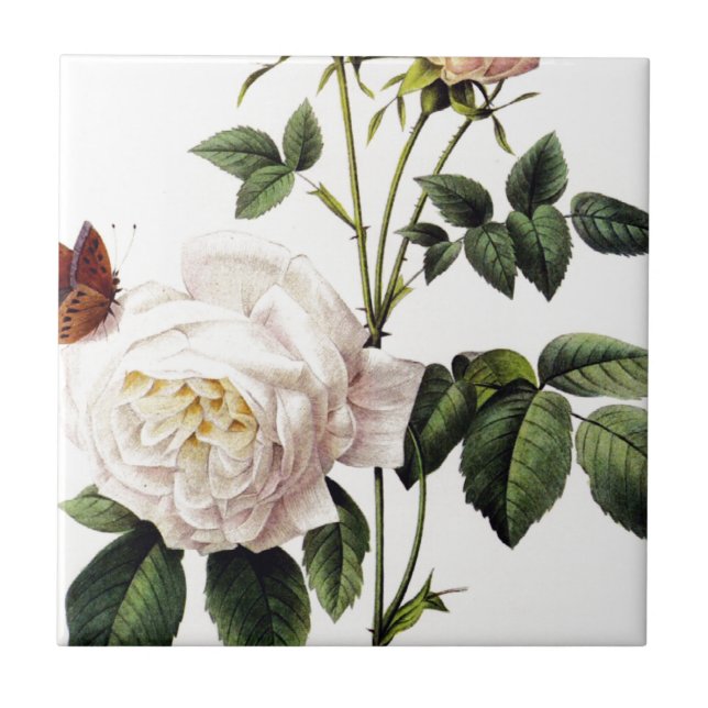 Rosa Bengale - Pierre Joseph Redouté. Ceramic Tile (Front)