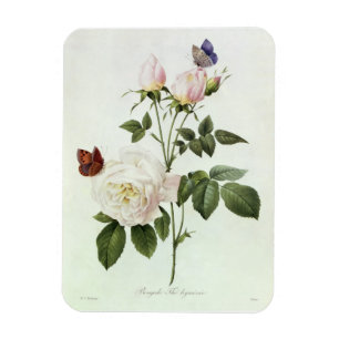 Rosa: Bengale the Hymenes, from 'Les Roses' Magnet