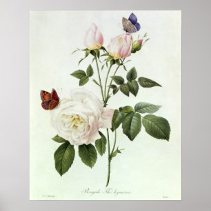 Rosa: Bengale the Hymenes, from 'Les Roses' Poster