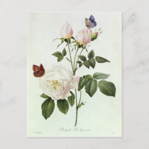 Rosa: Bengale the Hymenes Postcard