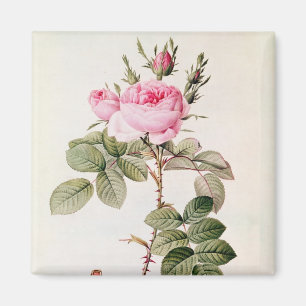 Rosa Bifera Officinalis, from 'Les Roses' Magnet