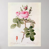 Rosa Bifera Officinalis, from 'Les Roses'