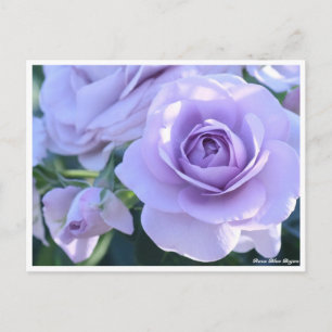 Rosa Blue Bajou Postcard