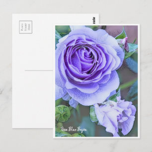 Rosa Blue Bajou Postcard