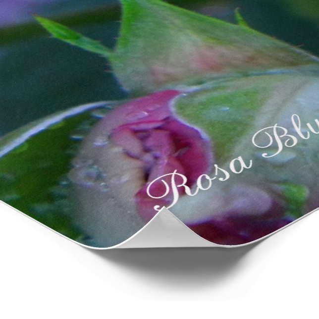 Rosa Blue Bajou Poster (Corner)
