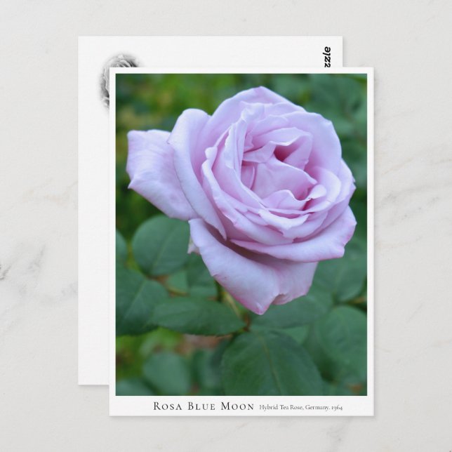 Rosa Blue Moon Postcard (Front/Back)