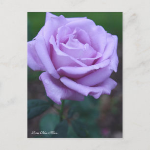 Rosa Blue Moon [Postcard] Postcard