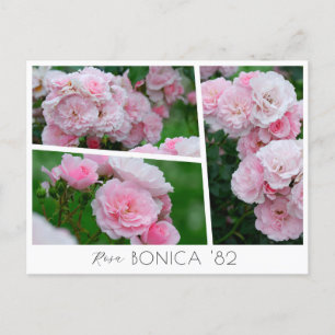 Rosa Bonica '82 Postcard