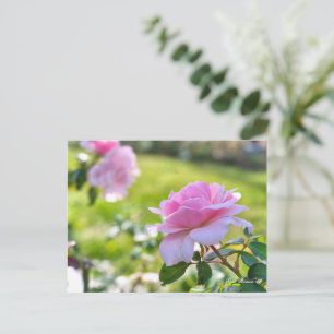 Rosa Bonica '82 Postcard