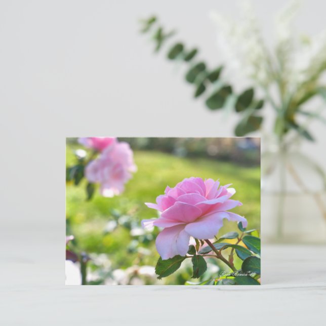 Rosa Bonica '82 Postcard (Standing Front)