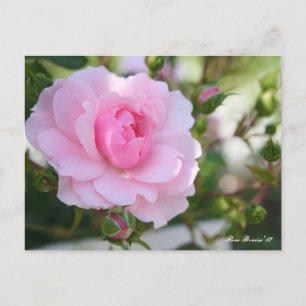 Rosa Bonica '82：Postcard Postcard