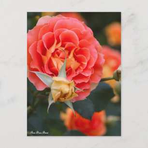 Rosa Brass Band: Postcard