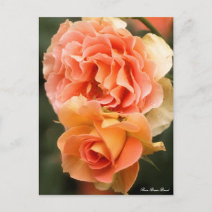 Rosa Brass Band: Postcard