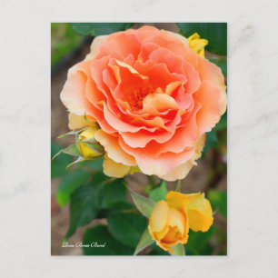 Rosa Brass Band [Postcard] Postcard