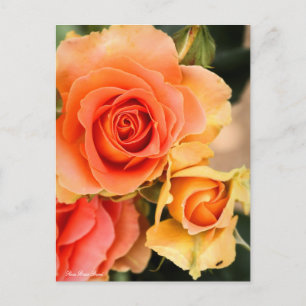 Rosa Brass Band:Postcard Postcard