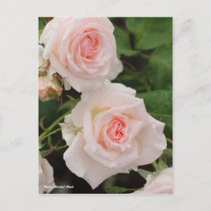 Rosa Bridal Pink Postcard