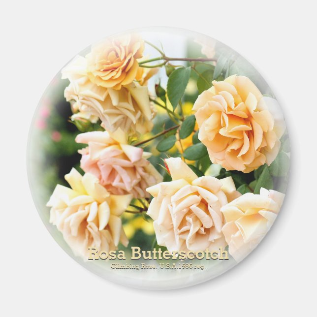 Rosa Butterscotch Magnet (Front)