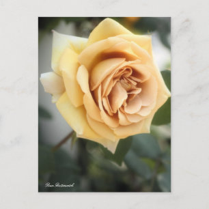 Rosa Butterscotch：Postcard Postcard